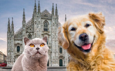 Pets in the city in Limousine
